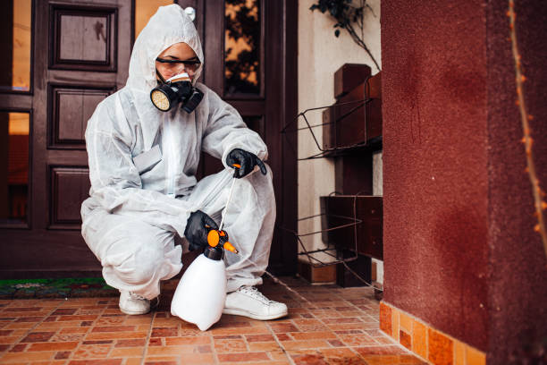 Reliable Termite Control contractor in Canyon Lake, CA by Nex Pest Control